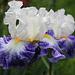 Tall Bearded Iris