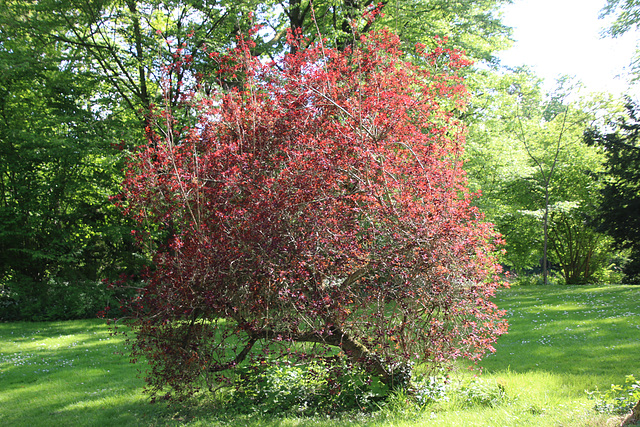 Rotbusch