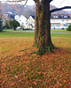 Herbstfarbe