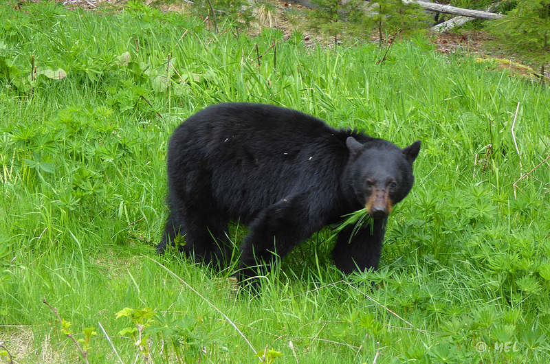 Schwarzbär