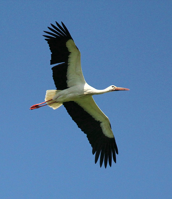 Ruhig zieht der Storch seine Kreise hoch oben