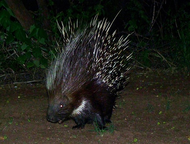 Porcupine-Stachelschwein