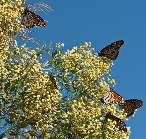 Monarch Migration