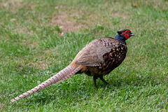 A much darker variant of the usual hand-fed cock pheasant