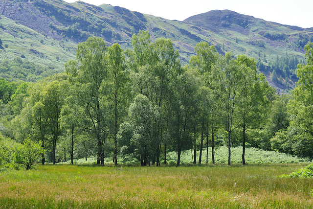 Grasslands below Lingmoor Fell