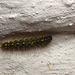 Caterpillar IMG_2559