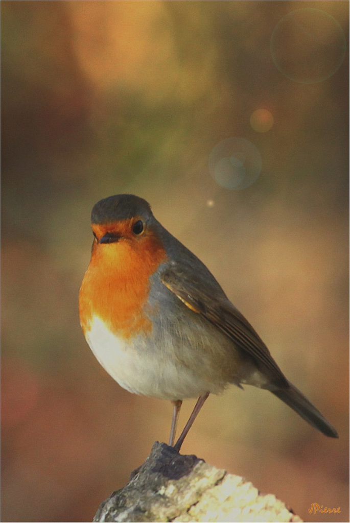 Rouge Gorge