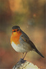 Rouge Gorge