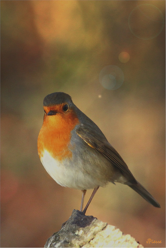 Rouge Gorge