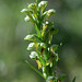 Frog Orchid