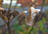DSC08592 (3) 1