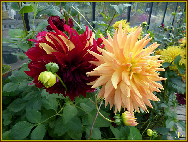 ** Dahlias ** Merci pour Explore **