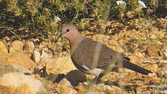 LR-1040195