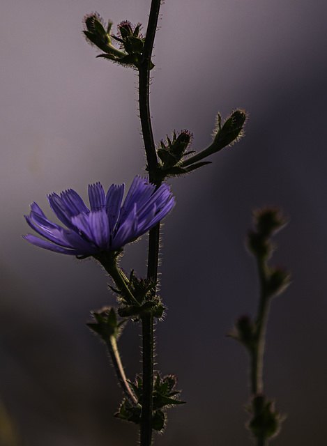 Una flor sencilla