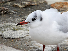 la mouette rieuse,,,