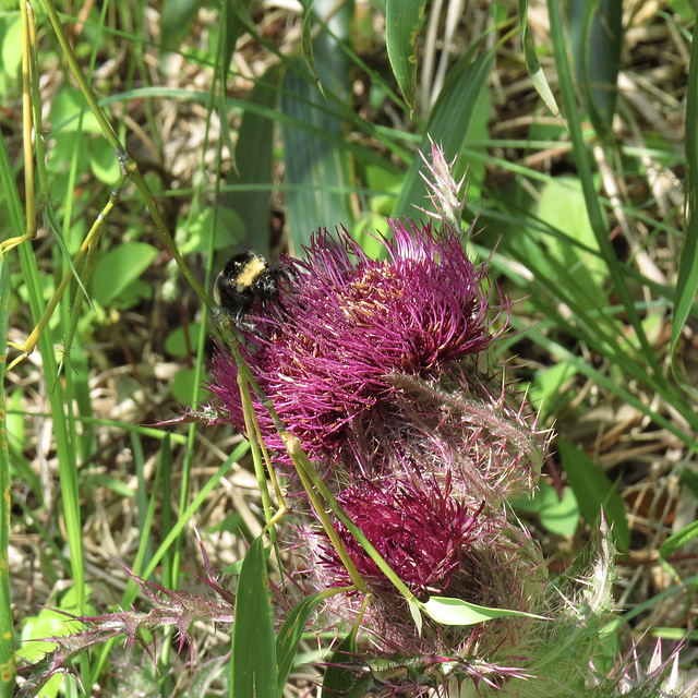 Bumblebee on thistle flower