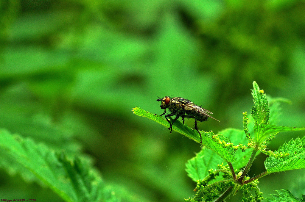 La mouche dans les orties