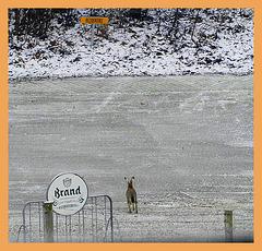 this Hare is the only visitor