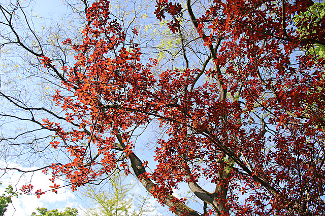 Rotleuchtend im Frühling