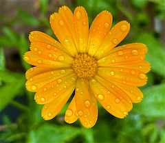 Calendula (2) Calendula (2)