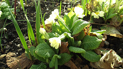 Some primroses are open