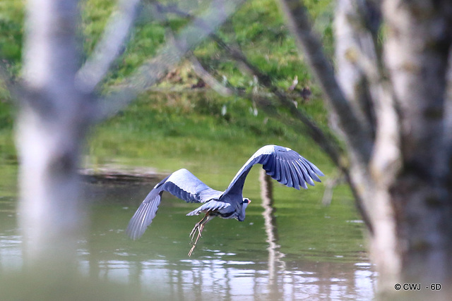 Morning Visitor - Great Blue Heron Morning Visitor - Great Blue Heron