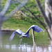 Morning Visitor - Great Blue Heron