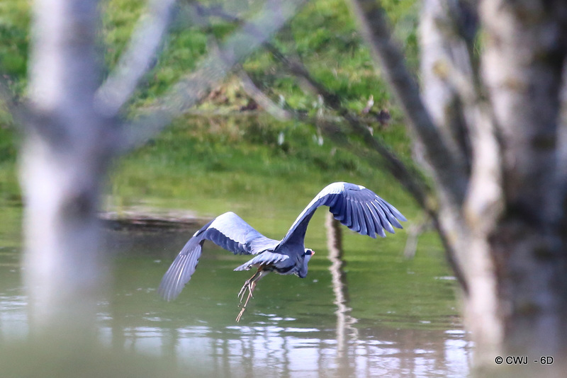 Morning Visitor - Great Blue Heron
