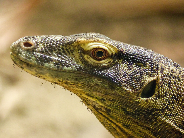 Komodo Dragon