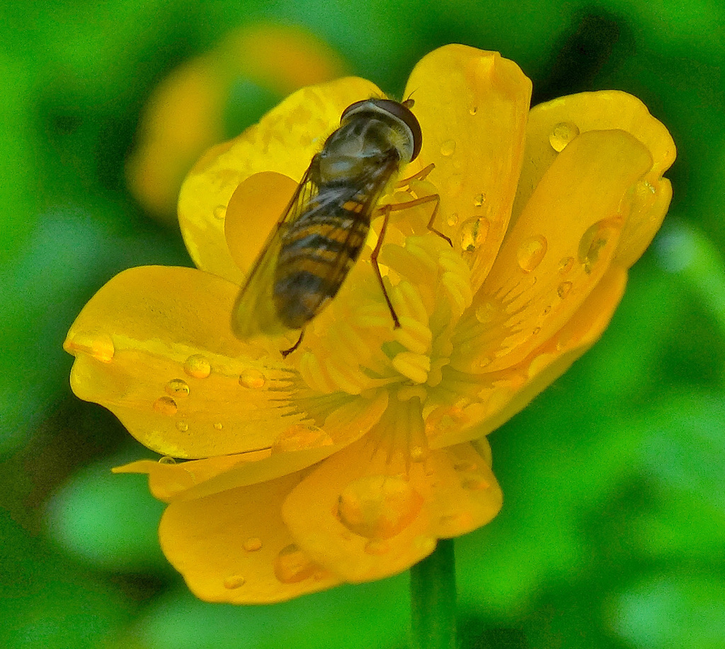 Hoverfly