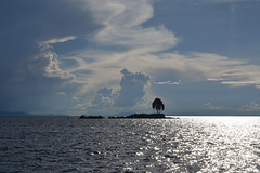 Bolivia, Titicaca Lake, A Lone Tree on the Islet
