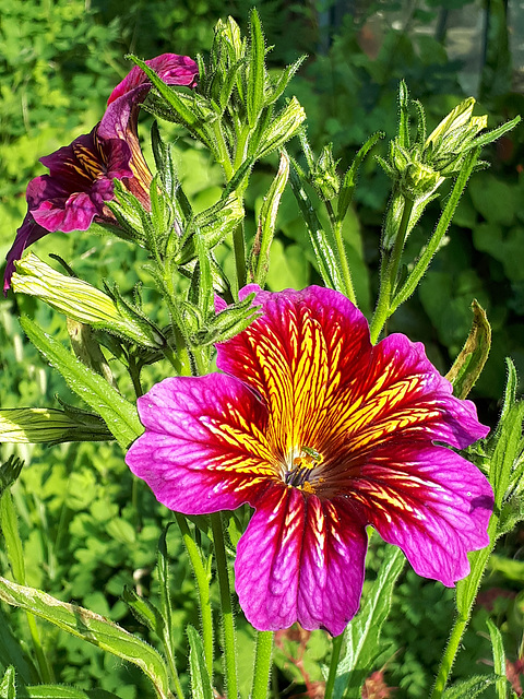 Salpiglossis Royal Mixed F1