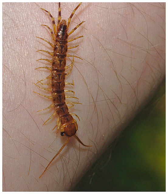 Centipede IMG_0867