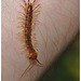Centipede IMG_0867