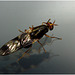 Fly IMG_2564