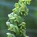 Northern Green Bog Orchid