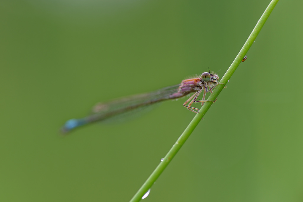 19.06.16 Azurjungfer 1