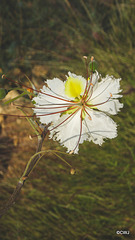 LR-1040196