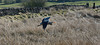 Heron in flight at Delph