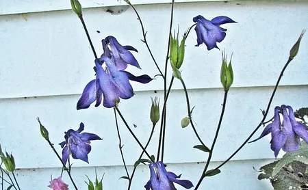 Blue Granny Bonnets