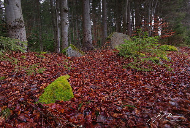 Wald im Wandviertel