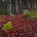 Wald im Wandviertel