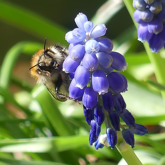 Flowers with visitor