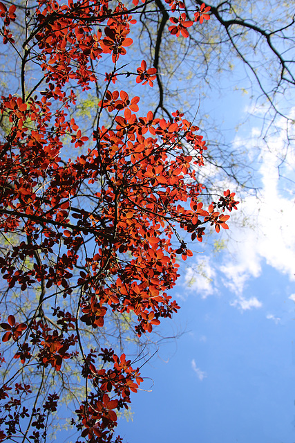 Rotleuchtend im Frühling