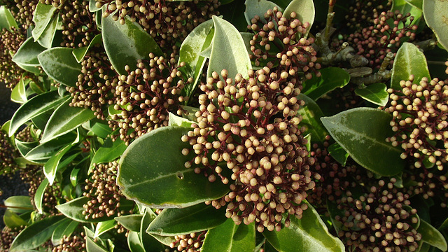 A bush with loads of flowers to come