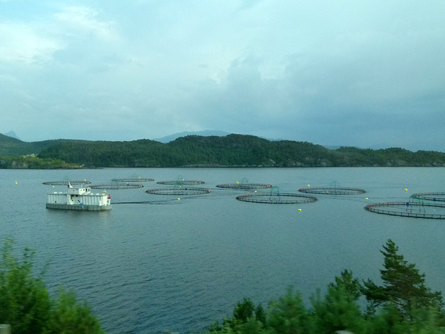 Fischzucht bei Jølstravatnet