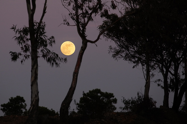 New Year, Full Moon rising, Pereiro (Algarve)