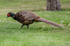 A much darker variant of the usual hand-fed cock pheasant