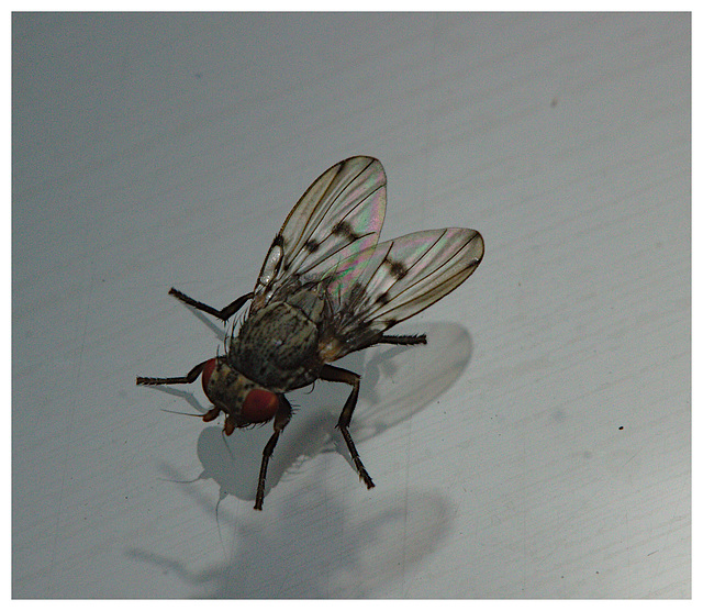 Fly IMG_2565