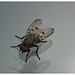 Fly IMG_2565